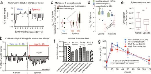 Effects of Splenda on body weight, fecal bacteria, and glucose tolerance in SAMP mice. A, Mean body weight change in 12 SAMP mice (individually caged, 7 days of adaptation, more than 42 days of supplementation of drinking water with and without low-dose Splenda). B, Daily group average of body weight change over time; low Splenda dose. C, Bacterial enumeration from feces using standard LB agar (used for enterobacteria) and in-house “maltodextrin agar.” Notice maltodextrin agar yielded an increasing bacterial count trend toward the end of study in the Splenda group (GLM P > 0.05; relative to centered log-transformed data for LB agar). Supplementary Figure 1 illustrates other in-house agars, yeast extract agar, and Splenda agar yielding similar trends, compared with LB agar. D, Total number of anaerobes (TSA), lactobacilli (MRS agar), and enterobacteria (LB) after 42 days of Splenda supplementation in SAMP mice (unpaired t test, n = 6/group). E, The total number of enterobacteria in the spleen suggests that Splenda had no systemic bacteremic effect. F, Glucose tolerance test on day 40 with animals with Splenda supplementation in experiment 2 (high FDA-approved dose). Notice the lack of significant effect across experimental mice. G, Glucose tolerance test curves illustrated as mean ± SD. Univariate analysis across time points showed no differences due to Splenda. Abbreviation: AUC, area under the curve (n = 6 mice/group).