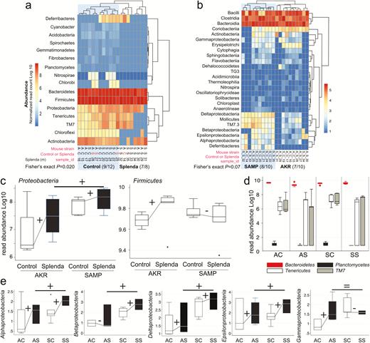 Splenda promotes gut dysbiosis characterized by enrichment of Proteobacteria in mice. A, Phylum analysis. 16S rRNA gene copy microbiome abundance normalized and presented as an unsupervised clustered hierarchical heat map that illustrates a significant effect attributable to Splenda (increase in Proteobacteria and reduction of other phyla including Chloroflexi; P = 0.02). Note the high relative abundance of Bacteroidetes with respect to Firmicutes. Notice that when present several proteobacterial classes contribute to microbiome separation between SAMP and AKR (P = 0.07). Notice highly abundant Bacteroidia, Bacilli, and Clostridia cluster at the top of the panel. C, Boxplot illustrates the effect of Splenda on phylum Proteobacteria, compared with Firmicutes. Lines connecting normalized averages indicate positive trends. D, Boxplot illustrates high Bacteroidetes abundance and the comparative reduction of other phyla in Splenda-treated mice. E, Bacterial abundance across all 5 Proteobacteria classes detected in the study. Sign binomial statistics of means in log10 scale suggests that Splenda promotes a positive effect (including (C); 10/12 were positive, 2/12 were negative, 1-tail sign P = 0.019). Abbreviations, C, control water; diet S, Splenda; mouse A, AKR/J; S, SAMP. B, Class analysis.