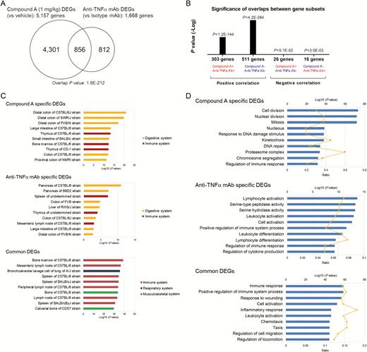 Therapeutic efficacy of MEK1/2 inhibitor against colonic gene expressions in activated T-cell transfer colitis model. A, Venn diagrams illustrate the numbers of significantly affected genes that were shared or were uniquely changed by 1-mg/kg Compound A or anti-TNFα mAb treatment (absolute fold change > 1.2, P < 0.05). B, Almost all genes affected by both Compound A and anti-TNFα mAb were significantly positively correlated. The x axis represents the class of each overlapping correlated gene; “+” and “−” symbols depict upregulated and downregulated genes, respectively, and the y axis provides P value (-Log). C, The top 10 enriched tissue types in Compound A specific (upper), anti-TNFα mAb–specific (middle), and common DEGs between Compound A and anti-TNFα mAb (lower) using mouse the Body Atlas database. D, The top 10 enriched GO terms in each Compound A–specific (upper), anti-TNFα mAb–specific (middle), and common DEG (lower) using the NextBio pathway enrichment application. Category names are presented on the y axis. The x axis indicates the -Log10 (P value) of the over-representation analysis. Category names are presented on the y axis. On the x axis, the significance score (negative log of P value) for each pathway is indicated by the bars, and the line represents the ratio of genes in a given pathway that meet the cutoff criteria among total genes that make up that pathway. All blue bars predict an overall decrease in the activity of the pathway.