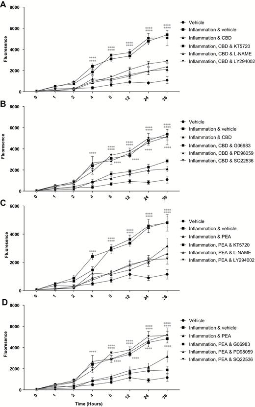 The effects of CBD (apical, A and C) and PEA (basolateral, B and D) on the permeability of Caco-2 monolayers in response to 24-hour exposure to TNFα and IFNγ in the presence of various protein inhibitors (KT5720, L-NAME and LY294002: A and C, and PD88059, SQ22536 and G06983: B and D), measured by transfer of fluorescent dextrans (FD10). Raw data are expressed as the mean fluoescence per group ± SEM. N = 8 per condition. Data were analyzed by two-way ANOVA using the Dunnett post hoc test comparing against the vehicle control (**** P < 0.0001).