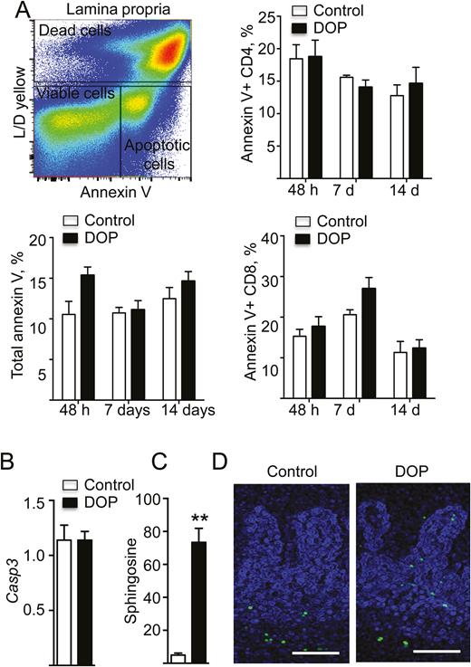 S1P lyase inhibition did not induce leukocyte apoptosis in the intestine in mice with chronic ileitis. A, Annexin V staining total CD4+ and CD8+ T cells isolated from TNFΔARE mice treated with DOP or vehicle (control) for the indicated number of days. Data are expressed as mean ± SEM; n ≥ 4 mice/group/time point. B, Caspase 3 mRNA transcripts relative to GAPDH as quantified by real time Q-PCR after 2 weeks of DOP treatment. Data are expressed as mean ± SEM, n ≥ 9 mice/group. C, Sphingosine levels in the ileum of DOP- and vehicle-treated mice. Data are expressed as mean ± SEM; n ≥ 9 mice/group (**P < 0.01 by 2-tailed t test). D, TUNEL staining of the ileum of TNFΔARE mice treated for 2 weeks with DOP and vehicle control. Representative images are from 3 independent experiments. Scale bar = 100 μm.