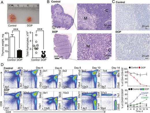 S1P lyase inhibition promoted atrophy of the thymic cortex and depletion of stage II (double-positive CD4/CD8) T cells in TNFΔARE mice. A, Representative images, weights (mg), and total number of thymocytes from TNFΔARE mice treated with DOP or vehicle control for 2 weeks. B, Representative hematoxylin and eosin–stained sections and (C) cleaved-caspase-3 staining of the thymus of DOP- and vehicle-treated TNFΔARE mice for 2 weeks (C, cortex; M, medulla). D, Representative dot plots and CD4/CD8 percentages of thymocytes from TNFΔARE mice treated with DOP or vehicle for 2 weeks or indicated times. Data are expressed as mean ± SEM; n ≥ 5 mice/group/time point (***P < 0.001 by 2-tailed t test). Abbreviations: DP, double-positive (CD4+/CD8+) cells; SP, single-positive mature CD4+CD8- or CD4-CD8+ cells.
