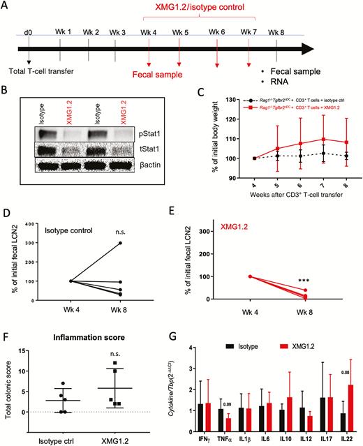 IFNγ modulates inflammatory response in adoptively transferred Rag1-/-Tgfbr2ΔDC mice. A, Cartoon depiction of the experimental design with the timing of adoptive T-cell transfer, antibody injection, death, and tissue collection. B, Western blot analysis of colonic pSTAT1 and total STAT1 expression demonstrated the effectiveness of IFNγ neutralization. Representative blot from 2 mice in each experimental group. C, Weight loss curve in adoptively transferred Rag1-/-Tgfbr2ΔDC mice treated with isotype control or XMG1.2 antibody. D–E, Differences in fecal LCN2 concentration between the fourth and seventh weeks of the study as determined by ELISA (ng/mL/g). Due to varying inflammatory responses in mice at 4 weeks post-transfer, data were expressed as change relative to the initial LCN2 level at the onset of treatment. The paired t test was used to analyze data: ***P < 0.0005. F, Histological inflammation scores were assigned to the proximal and distal colon, and their sum was used as a total colonic score. G, qPCR analysis of colonic mucosal expression of selected cytokines in the 4 experimental groups. Data were analyzed using the 2-∆∆CT method with TBP used as a housekeeping gene. The unpaired 2-tailed t test was used to analyze the data. Only trends were observed without reaching statistical significance.