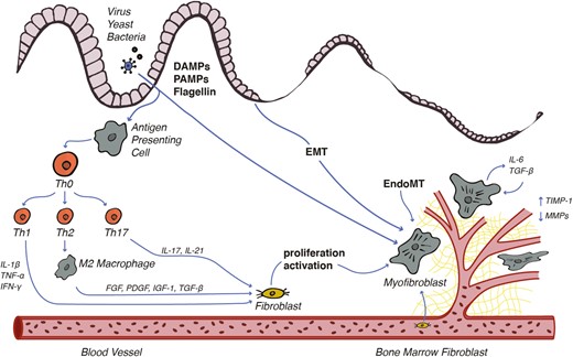 Fibrostenosis in CD is dependent on immune activation of Th1, Th2, and Th17 cells in response to microbial antigens. Cytokine stimulation induces mesenchymal cell transdifferentiation, proliferation, and activation with subsequent dysregulated production of ECM proteins.