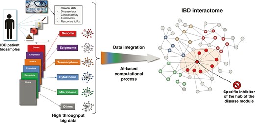 Sequential steps leading to the development of a drug that specifically disrupts the IBD interactome. Various types of biosamples (blood, serum, biopsies, stools) are collected from a patient with IBD, and the derived omics datasets are analyzed in the context of the patient’s medical records to generate individual networks for each ome. These networks are then integrated by an artificial intelligence computational process to build the IBD interactome and identify its central regulator (hub). Once identified, computational medicinal chemistry is applied to develop a specific inhibitor(s) that will specifically target the hub, induce the disruption of the IBD disease module, and eliminate or hinder its pathogenic activity.