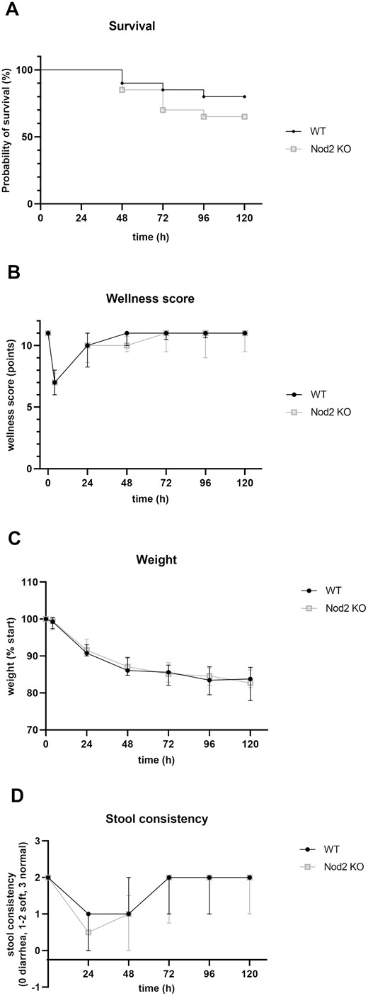 A, Kaplan-Meier survival curves of both experimental groups. Four of 20 WT mice and 7 of 20 Nod2 KO mice reached humane endpoints and were killed before 120 hours (P = 0.2072, log-rank test). were included in the analysis of the wellness score, weight course, and stool consistency. The wellness score (B) of the WT and Nod2 KO mice was measured daily. A score of 11 represented maximal well-being, as seen in unoperated mice. Both groups recovered quickly after 24 hours. The weight course (C) showed similar weight loss during the experimental phase for the WT and Nod2 KO mice, with a maximum loss during the initial 24 hours postoperation and plateauing after 72 hours. Results are expressed as percent weight compared to preoperative weight (% start). Stool consistency (D) changed toward a looser stool in both groups after bowel resection for 48 hours and normalized thereafter. The difference in stool consistency at day 1 postoperative was not significant. For A-D, n = 20 for the WT mice and n = 20 for the Nod2 KO mice. Results for B, C, and D are expressed as median + interquartile ratio.
