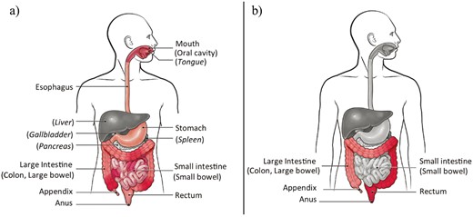 A, Pathological feature of Crohn’s disease (CD). B, Pathological feature of ulcerative colitis (UC). The 2 images were retrieved with permission from the Centers for Disease Control and Prevention (CDC) website: https://www.cdc.gov/ibd/what-is-IBD.htm.