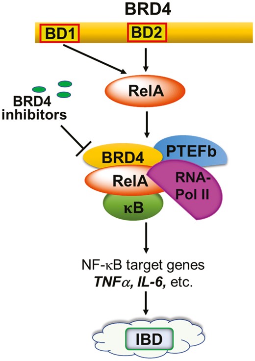 Essential role of BRD4 in the signaling of IBD. BRD4, as an epigenetic reader, is an essential transcriptional coactivator of the NFκB activity, regulating pro-inflammatory cytokine expression as a component of the positive transcriptional elongation factor (P-TEFb) complex. BRD4 serves to phosphorylate RNA polymerase 2 (RNA-Pol II) and modifies regulatory histones via its atypical histone acetyltransferase (HAT) activity, thereby regulating the production of key inflammatory cytokines that are implicated in both CD and UC such as TNF-α and the type 1, 2 and 17 cell inflammatory responses (IL-1, IL-6, IFN-γ, IL-13, etc.).