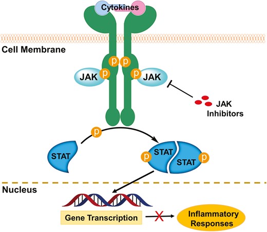 JAK inhibitors block chronic colonic inflammation of IBD.