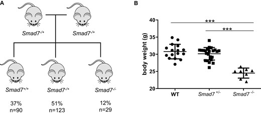 Body weight is decreased in Smad7-deficient mice. A, Out of 39 litters and 242 live births, the distribution of genotypes from Smad7-/+ parents was 37% WT, 51% Smad7-/+, and 12% Smad7-/-. B, Body weight, n = 16, 23, 8, male mice of the same age, ANOVA, Tukey’s multiple comparison test, ±SD, P < .0001 each.
