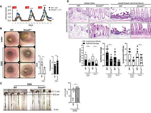 Absence of SMAD7 reduces inflammation upon DSS-induced chronic colitis. Mice of the same starting weight but different age were used. A, Clinical score, ±SEM, unpaired t tests, n as indicated, ***P < .001 and *P < .05. B, MEICS, ±SD, unpaired t test, n = 8, 7, 8, 7, **P = .0060 and *P = .0185. C, Colon length, ±SD, unpaired t test, n as indicated, **P = .0070. D, Histological score, ±SD, unpaired t test, **P < .01 and *P < .05.