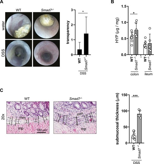 Absence of SMAD7 is increasing fibrosis in mice of the same age but different starting weight. A, Coloscopy and transparency score, ±SD, unpaired t test, n = 7, 6, *P = .0432. B, HYP content, ±SD, unpaired t tests, n = 9, 6, 7, 5, *P = .0341. C, Submucosal thickness, mm = muscularis mucosae, mp = muscularis propria, ±SD, each data point represents the average of five individual measurements from a representative area, unpaired t test, n = 8, 5, *P < .0001.