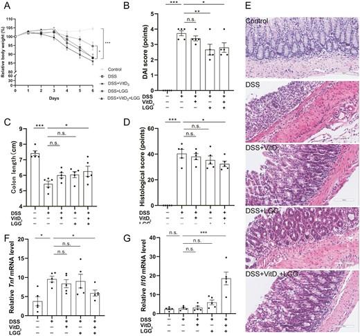 Comparison of colitis severity in Vdr+/+ mice treated with vitamin D3 (VitD3) or Lactobacillus rhamnosus GG (LGG). A, Relative body weight change from baseline to day 6. B, Disease activity index (DAI) scores on day 6. C, Colon length. D, Histological scoring of colon tissue. E, Hematoxylin and eosin–stained colon tissue sections from mice (×200). F and G, Colonic Tnf messenger RNA (mRNA) levels and colonic Il10 mRNA levels by quantitative real-time polymerase chain reaction with Gapdh as the internal reference. Data shown are mean ± SEM. P > .05 was considered nonsignificant (n.s.). *P < .05, **P < .01, ***P < .001. n = 5. DSS, dextran sulfate sodium.