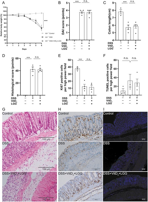 Comparison of colitis severity, proliferation, and apoptosis in the colonic epithelia of Vdr-/- colitis treated with or without vitamin D3 (VitD3) and Lactobacillus rhamnosus GG (LGG). A, Relative body weight change from baseline to day 6. B, Disease activity index (DAI) scores on day 6. C, Colon length. D, Histological score of colon tissue. Semi-quantitative analysis of (E) Ki-67 levels and (F) terminal deoxynucleotidyl transferase mediated dUTP nick end labeling (TUNEL)–positive cells. G, Hematoxylin and eosin–stained colon tissue sections from mice (×200). H, Colonic Ki-67 expression by immunohistochemistry (×200). I, Colonic apoptotic cells were stained using TUNEL assays (×40; TUNEL staining, green; and DAPI staining, blue). Data shown are mean ± SEM. P > .05 was considered nonsignificant (n.s.). ***P < .001. n = 3-5. DSS, dextran sulfate sodium.