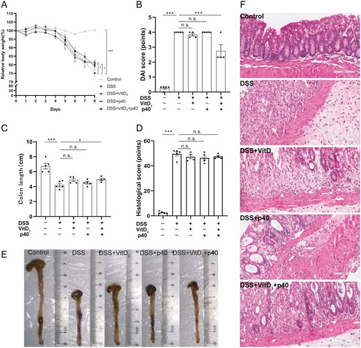 Comparison of colitis severity in Vdr+/+ mice treated with vitamin D3 (VitD3) or p40. A, Relative body weight change from baseline to day 8. B, Disease activity index (DAI) scores on day 8. C, Colon length. D, Histological score from colon tissue. E, Macroscopic appearance of the colon in each group. F, Hematoxylin and eosin–stained colon tissue sections from mice (×200). Data shown are mean ± SEM. P > .05 was considered nonsignificant (n.s.). *P < .05, ***P < .001. n = 4-5. DSS, dextran sulfate sodium.