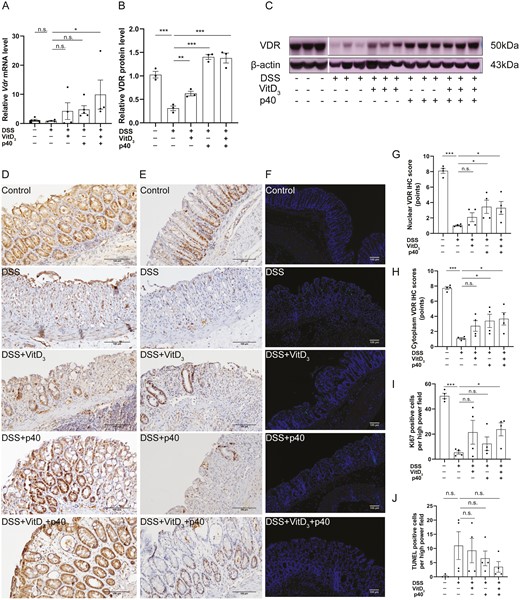 Comparison of vitamin D receptor (VDR) expression, proliferation, and apoptosis in the colonic epithelia of Vdr+/+ mice treated with vitamin D3 (VitD3) or p40. A, Colonic Vdr messenger RNA (mRNA) expression by quantitative real-time polymerase chain reaction (qRT-PCR) with Gapdh as the internal reference, n = 4-5. B, Quantitative analysis of relative colonic VDR protein levels with β-actin as an internal reference, n = 3. C, Colonic VDR protein expression by Western blotting, n = 3. D, VDR protein expression in mouse colonic epithelium by immunohistochemistry (IHC) (×200). E, Ki-67 expression in mouse colonic epithelium by IHC (×200). F, Apoptotic cells were determined using terminal deoxynucleotidyl transferase mediated dUTP nick end labeling (TUNEL) assays (×40; TUNEL staining, green; and DAPI staining, blue). Semi-quantitative analysis of (G) colonic epithelial nuclear VDR protein expression, (H) colonic epithelial cytoplasmic VDR protein expression, (I) Ki-67 expression, and (J) TUNEL-positive cells (n = 4). Data shown are mean ± SEM. P > .05 was considered nonsignificant (n.s.). *P < .05, **P < .01, ***P < .001. DSS, dextran sulfate sodium.