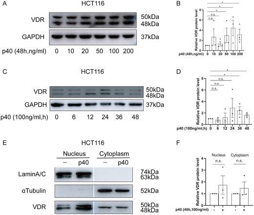 The effect of p40 stimulation on vitamin D receptor (VDR) expression in HCT116 cells. A, VDR protein expression stimulation with after 0 to 200 ng/mL of p40 for 48 hours, B, Semi-quantitative analysis of relative VDR protein levels after stimulation with 0 to 200 ng/mL of p40 for 48 hours, C, VDR protein expression after stimulation with 100 ng/mL of p40 for 0 to 48 hours, D, Semi-quantitative analysis of relative VDR protein levels after stimulation with 100 ng/mL of p40 for 0 to 48 hours, E, Nuclear and cytoplasmic VDR expression by stimulation with 100 ng/mL of p40 for 48 hours with α-tubulin and lamin A/C as the internal references for the nuclear and cytoplasmic fractions of HCT116 cells, respectively. F, Semi-quantitative analysis of relative nuclear and cytoplasmic VDR levels after stimulation with 100 ng/mL of p40 for 48 hours. All analyses were by Western blotting. Data shown are mean ± SEM. P > .05 was considered nonsignificant (n.s.). *P < .05. n = 3.