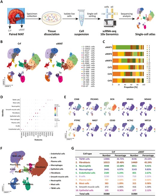 Single-cell RNA sequencing reveals cellular heterogeneity in CrF and its adjacent uMAT. A, Workflow of the sample preparation, sequencing, and bioinformatics analysis. B, UMAP plot revealing twenty cell clusters from CrF and uMAT samples. C, The proportion of cells from each sample in each cluster. D, Dot plot of representative molecular signatures for each cell type. E, UMAP plots showing typical markers of each cell type. F, UMAP plot displaying 10 cell types in MAT from CD. G, Cell numbers and percentage of each type from CrF and uMAT samples.