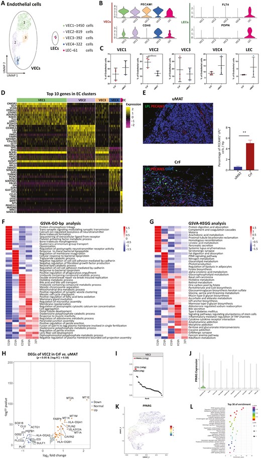 Subclustering of ECs reveals a special subcluster of VECs. A, UMAP plot showing 5 subclusters of ECs derived from CrF and uMAT. B, Expression of marker genes for VECs and LECs. C, Proportions of each subcluster of ECs in CrF and uMAT. D, Heatmap displaying the top expressed genes in each subcluster of ECs. E, The higher expression of PECAM1+LPL+ cells by immunofluorescence double staining (left) and significantly higher percentage of positive cells (right) in CrF than in uMAT. F, GO analysis of biological processes among each EC subcluster. G, GSVA of the hallmark pathways in the EC 1-EC5 subcluster. H, Volcano plot showing differentially up- (red) and downregulated genes (green) in VECs between CrF and uMAT. I, The top 10 regulons of VEC2 based on RSS ranking positions. J, Violin plots showing the expression of PPARγ in 10 cell types using. K, PPARγ expression in 4 VEC clusters using UMAP. L KEGG enrichment for target genes of PPARγ. *P < .05. **P < .01.