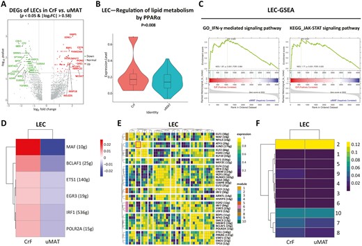 Changes in gene expression and transcriptional activity of LECs. A, Volcano plot indicating the DEGs of LECs (CrF vs uMAT). B, Upregulation of lipid metabolism by PPARα shown by single-cell metabolism in LECs. C, GO (left) and KEGG (right) enrichment analyses for LECs (CrF vs uMAT). SCENIC analysis of VECs shown as an RAS heatmap (D), regulon crosstalk (E), and heatmap of regulon modules of LECs (CrF vs uMAT; F).