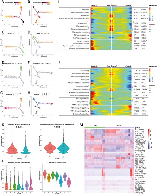 Pseudotime analysis and gene changes exploring the developmental trajectories of fibroblasts in MAT. The developmental pseudotime of fibroblasts with Monocle 2 in patient 1 (A) and patient 2 (B). The color key from dark to bright indicates disease progression from the uninvolved state of CD MAT to CrF formation. State transition of fibroblasts from patients 1 (C) and 2 (D). Cell source transition between CrF and uMAT in patients 1 (E) and 2 (F). Pseudotime trajectory of 7 subpopulations in patients 1(G) and 2 (H). Heatmap displaying the dynamic genes during CrF formation in patients 1 (I) and 2 (J). The differentially regulated REACTOME terms of scmetabolism in patients 1 (K) and 2 (L). M The RAS heatmap displayed changes in transcriptional activity.
