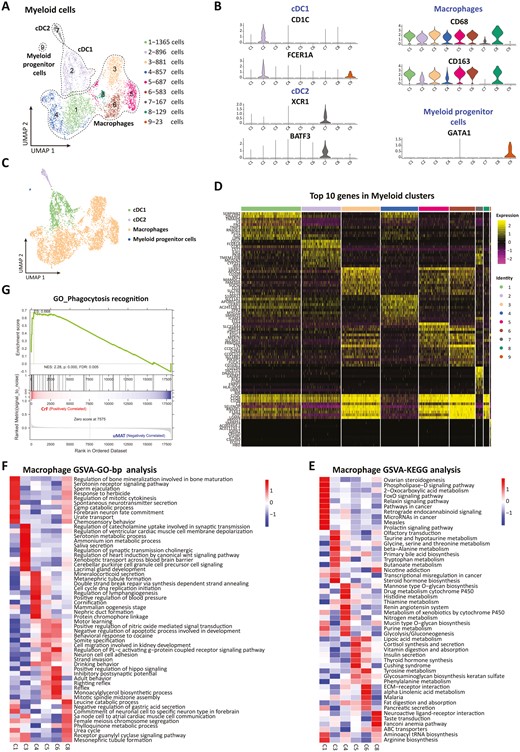 Heterogeneity in origins and functions of subpopulations of macrophages in the MAT of CD. A, UMAP plot showing 9 subclusters of myeloid-derived cells derived from MAT. B, Expression of marker genes for the cell subtypes. C, Cell subtype composition using a UMAP plot. D, Heatmap displaying the top expressed genes in each subpopulation. GSVAs showed the GO enrichment of the hallmark pathways (E) biological processes (F) of the macrophage subpopulations. G, GSEA of GO terms (CrF vs uMAT).