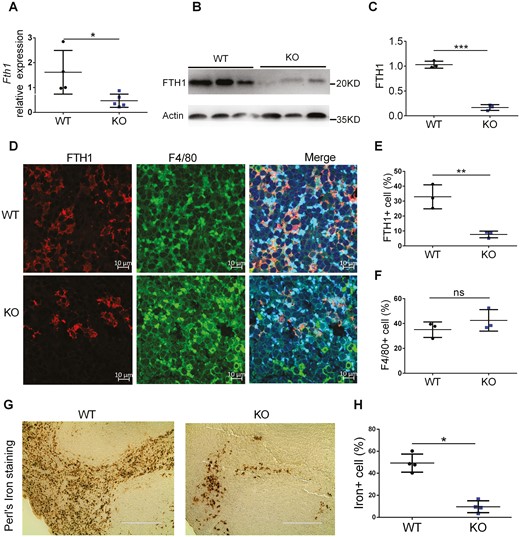 Characterization of myeloid cell-specific FTH1 knockout mice. Analysis of FTH1 expression in spleen tissues from WT and KO mice by (A) qPCR, (B) Western blot and (C) quantification of FTH1 protein. D, Confocal microscopy analysis of FTH1 and F4/80 co-staining in spleen tissues of WT and KO mice (Bar = 10 μm), (E) FTH1 quantification and (F) F4/80 quantification. G, Perl’s iron staining of spleen tissues of WT and KO mice (Bar = 200 μm) and (H) quantification. *P < 0.05, **P < 0.01, ***P < 0.001, n.s. not significant. Unpaired Student t test.