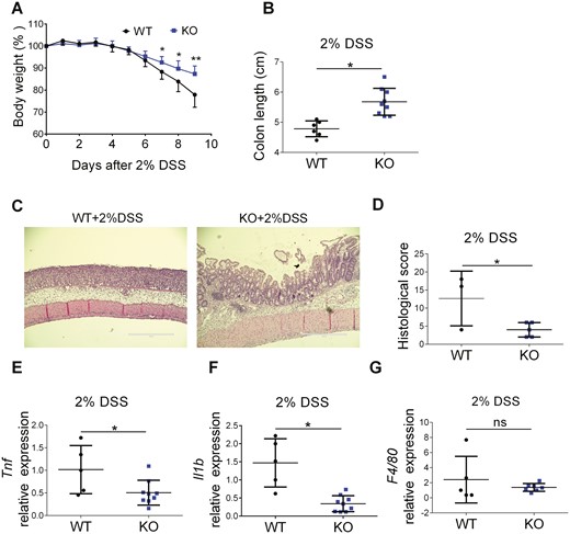 Myeloid cell-specific FTH1 knockout mice are protected from DSS-induced colitis. A, Body weight and (B) colon length of WT and KO mice treated with high-iron diet (1000Fe, 1000mg/kg) and 2% DSS for 7 days followed by 2 days of regular water. C, H&E staining (Bar = 400 μm), (D) histological scoring, (E) TNF, (F) IL-1b and (G) F4/80 expression in DSS-treated colon tissues of WT and KO mice. *P < 0.05, **P < 0.01, n.s. not significant. Unpaired Student t test.