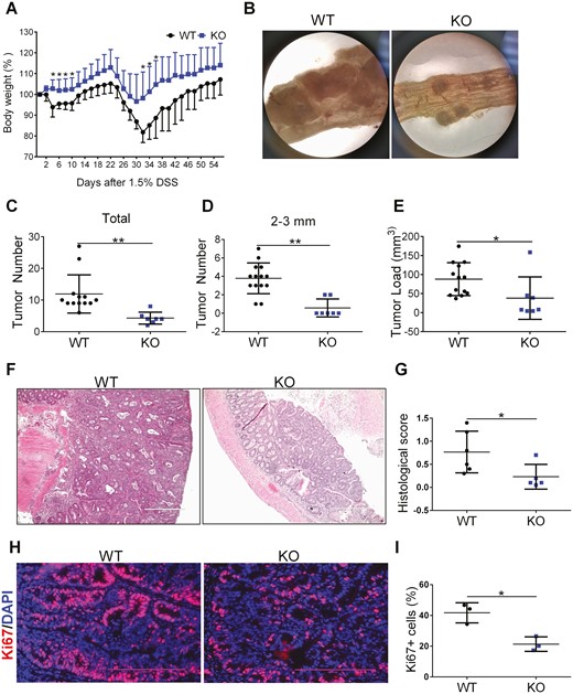 Myeloid cell-specific FTH1 knockout mice show reduced colitis-associated colon tumor. A, Body weight curve and (B) macroscopy tumor image of WT and KO mice treated with AOM/DSS. Number of total colonic tumors (C) or colonic tumor with its size between 2 mm and 3 mm (D) and total tumor load (E) in WT and KO mice. F, H&E staining (Bar = 400 μm), (G) histological scoring, (H) Ki67 staining (Bar = 200 μm), and (I) quantification of colon tissues of WT and KO mice. *P < 0.05, **P < 0.01, Unpaired Student t test.