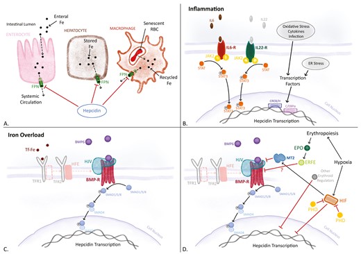 Regulation of hepcidin and iron availability. A, Hepcidin regulates systemic iron availability and enteral iron absorption by internalizing and degrading intracellular iron exporter ferroportin (FPN). An increase in hepcidin leads to reduced FPN levels that prevent enteral iron (Fe) from duodenal enterocytes, stored iron from hepatocytes, and recycled iron from senescent red blood cells (RBCs) in macrophages from export to the systemic circulation, which leads to iron restriction and functional iron deficiency. B, In cases of inflammation, interleukin (IL)-6 and IL-22 bind to their receptors that activate JAK2 and lead to phosphorylation of STAT3. Phosphorylated STAT3 then translocates to the cell nucleus and upregulates hepcidin by inducing transcription of the HAMP gene. In addition, other cytokines such as IL-1β, oxidative stress, endoplasmic reticulum (ER) stress, and infectious inflammation upregulate hepcidin by inducing transcription factors such as the CREBH or C/EBPα. C, In cases of iron overload, bone morphogenetic protein 6 (BMP6) binds to the BMP receptor (BMP-R) and coreceptor hemojuvelin (HJV). This leads to the phosphorylation of SMAD1/5/8, which binds with SMAD4 and translocates to the cell nucleus inducing HAMP transcription. It has been shown that the transferrin receptor 2 (TFR2) complex with human hemochromatosis protein (HFE) is important in the BMP-SMAD signaling activation. In cases of iron excess, ferritin bound to its transport protein transferrin (Tf-Fe) binds to TFR1, which leads to HFE dissociation from TFR1 and binding to TFR2. D, Iron deficiency, hypoxia, and increased erythropoiesis can downregulate hepcidin through multiple but not completely understood pathways. Under normoxic conditions, prolyl hydroxylases (PHDs) inhibit hypoxia-inducible transcription factors (HIFs). During hypoxia, HIFs upregulate protease matriptase 2 (MT2) that inhibits BMP-SMAD signaling and downregulates hepcidin. Hypoxia can also directly downregulate HAMP transcription. In cases of increased erythropoiesis, erythropoietin (EPO) upregulates erythroferrone (ERFE), which is known to inhibit BMP-SMAD signaling. Other potential erythroid regulators, such as growth and differentiation factor 15 (GDF15), might also downregulate hepcidin.