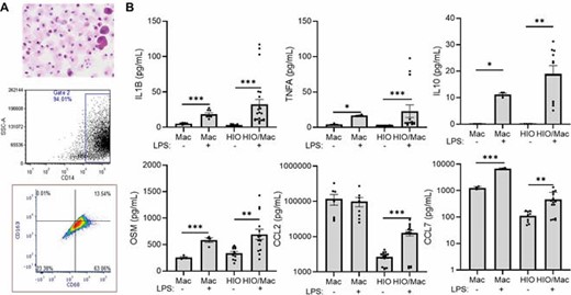 iPSC-derived macrophages exhibit a pro-inflammatory pattern of cytokine and chemokine production implicated in anti-TNF non-response. A) Induced pluripotent stem cells (iPSC) were differentiated into macrophage-like cells over 25 days. Cell morphology was assessed using cytospin, and CD14 expression, and CD68 and CD163 expression on CD14+ cells, was determined using flow cytometry. Representative images of scatter plots are shown, n=14. B) iPSC-derived macrophages (Mac) or human intestinal organoids (HIO) were assayed under basal conditions, or following macrophage:HIO (HIO/Mac) co-culture ± LPS, 100 ng/mL for 72 hours. Cytokine and chemokine secretion was measured using a luminex assay. Data are shown as the mean (SEM), n=4-14 per group, *p<0.001.
