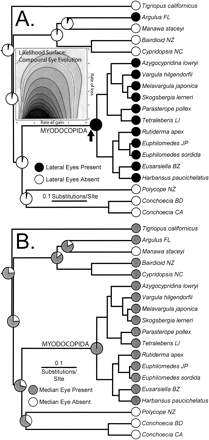 Fig. 1. Maximum likelihood analysis of eye characters. Molecular phylogeny was published previously (Oakley and Cunningham, 2002; Oakley, 2004). A. Presence (black) and absence (white) of lateral eyes mapped on molecular phylogeny with relative branch lengths estimated assuming a molecular clock. Pie charts represent relative support for one state versus the other state at a node. Arrows point to two potential independent origins of lateral eyes. The inset presents the likelihood surface for lateral eye evolution, the likelihood of different combinations of rate parameters (darker shades represent higher likelihood values). The 95% confidence interval is also plotted and is the contour line with white behind it. B. Presence (grey) and absence (white) of median eyes mapped on molecular phylogeny with relative branch lengths estimated assuming a molecular clock. Pie charts represent relative support for one state versus the other state at a node