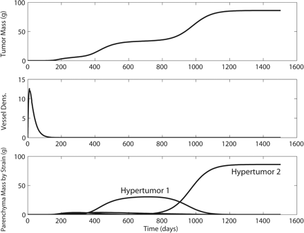 Typical hypertumor dynamics. (A) Tumor mass dynamics over time. (B) Microvessel length density. Units are scaled such that 1 is the density of microvessels in the healthy tissue of tumoral origin. (C) Dynamics of individual strains. A hypertumor arises at about 300 days, which in turn is invaded by a second hypertumor at about 650 days. One can show mathematically that this tumor will eventually go extinct (data not shown).