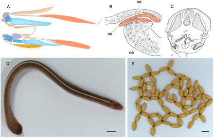 Morphological and histological features of hagfishes. (A) Comparison of the feeding apparatus between lampreys (upper) and hagfish (lower). Diagrammatic representations of the muscles and skeletal elements comprising the mandibular-arch-derived feeding organs seen from left lateral view. Homologous elements are indicated by the same color. Redrawn from Yalden (1985). (B) A diagrammatic illustration of the putative neural crest (red) in an early embryo of Eptatretus stouti. The neural crest (nc) of this animal is believed to grow as an epithelial pocket arising between the surface ectoderm (se) and the neural tube (ne). Modified from Conel (1942). (C) An Illustration of a section of an E. stouti embryo at the level of the fifth gill, with the thyroid Anlage colored red. Modified from Stockard (1906b). (D) Inshore hagfish species, E. burgeri, kept in our aquarium. It was collected from the shallow-water seas off Shimane Prefecture, Japan (60 m deep). (E) Deposited eggs of E. burgeri. All the eggs were obtained in November 2005 from a female maintained in the aquarium. Scale bars: 1 cm.