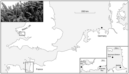 Location of study sites (filled circle) inhabited by L. conchilega. Study A: “Small scale stability of L. conchilega” was carried out at sites in the German Wadden Sea and in Wales, UK (1). Study B: “Long-term stability” was carried out in the Bay of Mont Saint Michel (BMSM), France (2). Study C: “The recovery of L. conchilega aggregations impacted by clam cultivation” was carried out in the Normand-Breton Gulf (France) (2).
