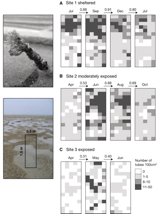 Small-scale distribution of L. conchilega within fixed 0.5 × 1.5 m plots at three differently exposed sites. Densities of L. conchilega tubes in 100-cm2 grid cells are shown. (A) Site 1 was in the Wadden Sea (Germany) and monitored four times over 1 year, (B) Site 2 was in Swansea Bay (Wales, UK) and monitored over 7 months. (C) Site 3 was in Rhossili Bay (Wales, UK) monitored over 3 months. The cosine similarity index between consecutive monitoring dates is given. One plot per site is shown. Images on the left show a single L. conchilega tube (top) and L. conchilega aggregations with a schematic monitoring plot (bottom).
