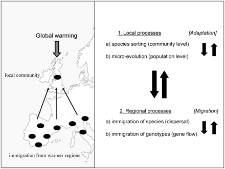 A schematic representation of the evolving metacommunity approach to study biological responses to climatic change. When a local community is exposed to climatic change, it may respond locally both by changes in species composition (species sorting) as well as by genetic adaptation of local populations that build up the community (micro-evolutionary change). Both responses may interact with each other: If local genetic adaptation efficiently tracks environmental change, it may reduce the impact of species sorting, whereas rapid replacement of species may not allow time for specific species to respond by evolutionary change. In addition to the local responses, there may also be a regional impact, through immigration of novel genotypes and/or species from other populations. These may be preadapted to the local environmental conditions that result from environmental change. In a climate-change scenario, this would involve immigration of genotypes or species from warmer regions inhabited by populations and species that are preadapted to higher temperatures. Importantly, local and regional processes interact, as efficient tracking of climatic change by local processes may reduce success of immigrants in becoming established, whereas rapid replacement of resident genotypes and species by preadapted immigrants may not allow time for local species sorting or micro-evolution. This interplay between local and regional processes and between micro-evolution and species sorting is the key focus of an evolving metacommunity perspective.