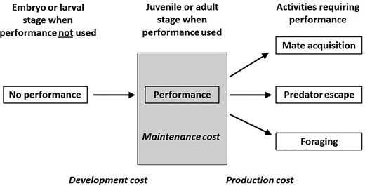 Schematic of costs associated with performance traits. Development costs occur while the morphology and physiology underlying the trait are being built during development before the trait is used. Production costs occur when the performance trait is used. Maintenance costs occur after the performance trait is developed and are required to maintain the function of the performance trait, even when it is not in use. These assume the trait is fixed with no plasticity after development, but any increase in use of the performance trait that results in performance enhancement may result in additional development and maintenance costs, as well as production costs (see Fig. 2). For example, there are development costs late in life for digestive tissue and function in snakes (Secor and Diamond 1998), seasonal jaw muscle hypertrophy in lizards (Irschick et al. 2006), and brain structures involved in singing only during the breeding season in birds (Tramontin et al. 2000).
