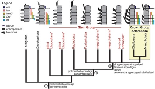 Phylogeny and body plans of extant panarthropods and the arthropod stem group that give insight into arthropod appendage evolution (mapped characters). * indicates named taxa that may not be monophyletic. In the body plan diagrams, gene expression patterns (colored bars, in same order as in legend) show homology of the five anterior segments across extant panarthropods (slightly modified from Smith etal. (2016), with permission from Elsevier). Different shapes indicate different appendage types; arthropodized appendages are dark gray; non-arthropodized ones are light gray. For fossils, segmental affiliations of appendages follow Ortega-Hernández etal. (2017). References to colors in all figures apply to the electronic version of this article. Genes: Dfd, Deformed; ftz, fushi tarazu; lab, labial; otd, orthodenticle. Segment names: Pr, protocerebral; De, deutocerebral; Tr, tritocerebral.