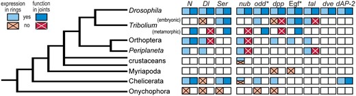 Comparative data on candidate genes for joint formation based on the Drosophila model. Color and pattern indicate evidence supporting or not supporting a joint formation role based on expression (in one ring per segment) or function (in most cases, RNAi-mediated downregulation resulting in loss of all or most leg joints). Multiple colors within a cell indicate variation across surveyed species. Empty cells indicate species/gene combinations for which relevant data were not found. * indicates that information from multiple genes is taken into account: both receptor- and ligand-encoding genes for the epidermal growth factor pathway and multiple paralogs in the odd gene family. References and additional details are provided in Supplementary Table S1. Gene abbreviations as in Fig. 2.
