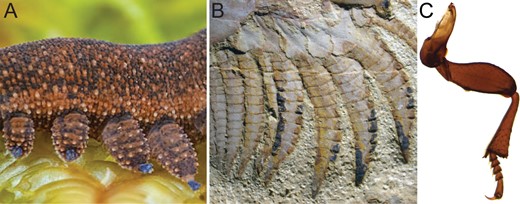 Fossils reveal an intermediate step in the origin of segmented appendages. (A) Lobopodous appendages illustrated by the onychophoran Peripatoides novaezealandiae (photo copyright Gil Wizen) were transformed into homonomously segmented appendages in stem group arthropods, illustrated by (B) the fuxianhuiid Chengjiangocaris kunmingensis (Yang etal. 2013; photo courtesy of Xi-guang Zhang and Jie Yang). Subsequently, a reduced number of distinct podomere types evolved in the common ancestor of extant arthropods ((C) leg of the flour beetle Tribolium castaneum, reprinted from Smith and Jockusch (2014), with permission from Elsevier).
