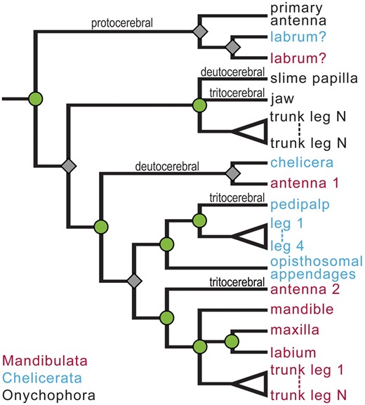 Character tree showing the hypothesized history of individuation of appendage identities from an ancestrally homonomous series. Splits occur by two separate processes: the individuation of a new appendage identity (nodes marked by green circles) and speciation (gray diamonds). This distinction is similar to the more familiar distinction between gene duplication (creating paralogs) and speciation (creating orthologs) as different causes of divergence in gene family trees. Both kinds of splits identify sets of appendages predicted to uniquely share developmental features. The clustering of appendages associated with the protocerebral segment of all three lineages indicates that this appendage identity evolved in a common ancestor of the included taxa, while separation of deutocerebral appendages occurs because individuation of the deutocerebral appendages is hypothesized to have occurred independently in onychophorans versus arthropods. Similarly, individuation of the tritocerebral appendages may have occurred independently in three lineages.