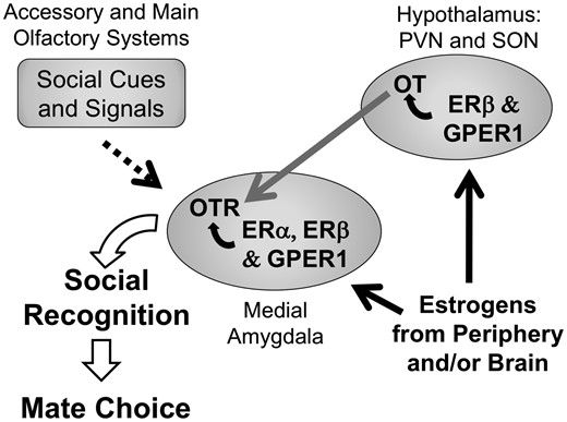 Proposed mechanism of Oxytocin (OT) and Estrogens interplay in the regulation of social recognition and mate choice. Estrogens from either the periphery and/or central production/sources at the level of the hypothalamus [paraventricular nucleus (PVN) and supraoptic nucleus (SON)] through estrogen receptor (ER) ERβ and the G protein coupled ER 1 (GPER1) promote the production and release of OT. Social recognition is regulated by ERα, ERβ, GPER1 as well as the OT Receptor (OTR) in the medial amygdala. We propose that estrogen-mediated OTR activation facilitates social recognition and subsequent mate choice, particularly in the context of pathogen threat (adapted from Choleris etal. 2003) 
