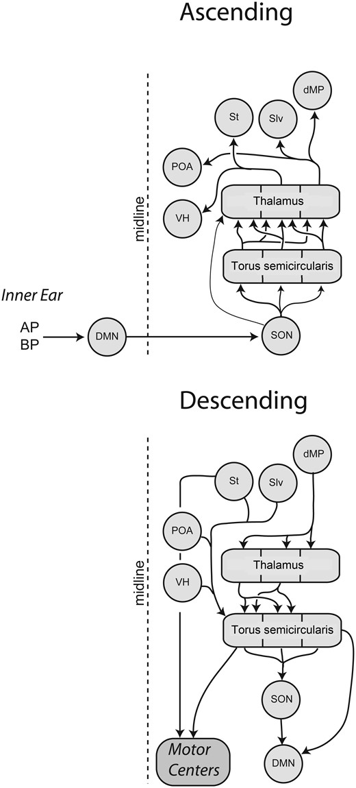 A summary of the main ascending and descending projections of the auditory system in anuran amphibians. Abbreviations: AP, amphibian papilla; BP, basilar papilla; DMN, dorsal medullary nucleus (homolog of the cochlear nucleus); MP, medial pallium (homolog of the hippocampus); POa, preoptic area; S, septum; SON, superior olivary nucleus; VH, ventral hypothalamus. Modified from Chakraborty etal. (2010).