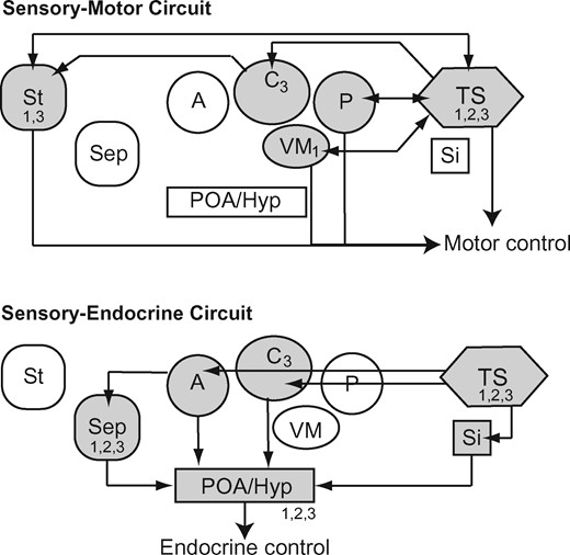 The sensory-motor and sensory-endocrine systems proposed by Wilczynski and Endepols (2006), modified from Wilczynski and Burmeister (2016). Parts of these circuits express steroid receptors (1: AR, 2: ER-α, 3: ER-β) at moderate to high levels in túngara frogs, indicating that hormones affect how these systems function. Abbreviations: A, anterior thalamic nucleus; C, central thalamic nucleus; POA/hyp, preoptic area and/or hypothalamus; Sep, septum; Si, secondary isthmal nucleus; St, striatum; TS, torus semicircularis; VM, ventromedial nucleus of the thalamus.