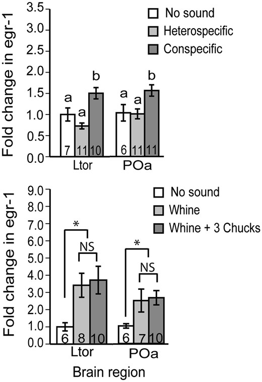 Egr-1 expression in response to mating calls in the túngara frog suggests that the auditory system acts as a filter for conspecific calls, but do not support the idea of a sensory bias for preferred conspecific mating calls (whine-chucks over whines) (Chakraborty etal. 2010). Patterns of egr-1 expression in the preoptic area are similar to those of the torus semicircularis.
