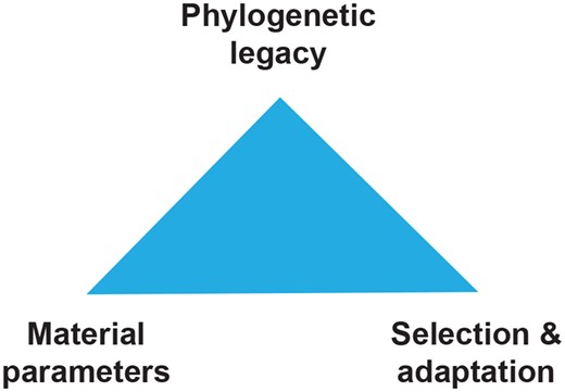 Seilacher’s formulation of Konstruktionsmorphologie (constructional morphology), in which simple adaptationist evolutionary stories are replaced by a triumvirate of factors that also include phylogenetic legacy and material properties (see Seilacher and Gishlick 2014).
