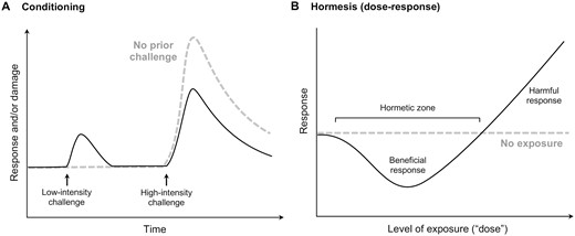 (A) Schematic representation of conditioning effects. Prior exposure to a low-intensity challenge (solid line) has a protective effect against a later, more severe challenge. Protective effects are indicated by less intense responses and/or reduced damage following the high-intensity challenge, compared with the condition in which the organism is not exposed to the low-intensity challenge (dashed line). (B) Schematic representation of hormesis in a classic dose–response framework. The shape of the dose–response curve is biphasic, with beneficial effects at low doses (“hormetic zone”) and harmful effects beyond a critical threshold.