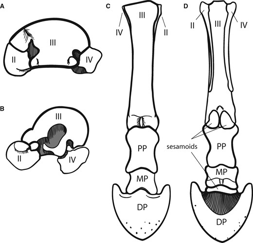 The anatomy of modern Equus metapodials; proximal articular views are of the metacarpal (A) and metatarsal (B), and the metacarpal and phalanges are shown in anterior (C) and posterior (D) views. Abbreviations: digits II, III, and IV are shown for the metacarpal and metatarsal; PP is proximal phalanx; MP is medial phalanx; DP is distal phalanx. Sesamoids are indicated with lines.