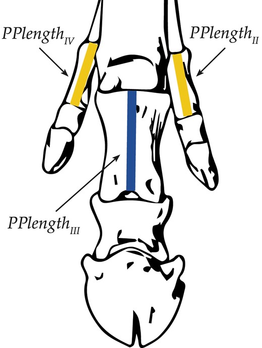 An illustration of the measurements used to calculate TRI. First the lengths of the proximal side phalanges (PPlengthIV and PPlengthII) are averaged, then this value is divided by the length of the proximal center phalanx (PPlengthIII). Illustration modified from Matthew (1926).